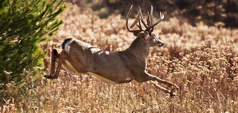 lottery deer satoshi